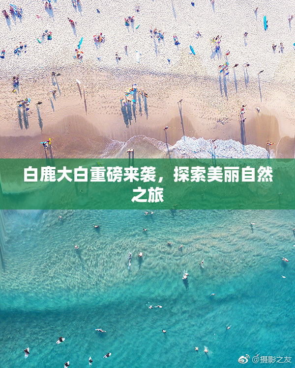白鹿大白重磅来袭，探索美丽自然之旅