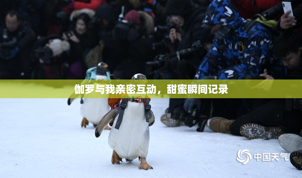 伽罗与我亲密互动，甜蜜瞬间记录