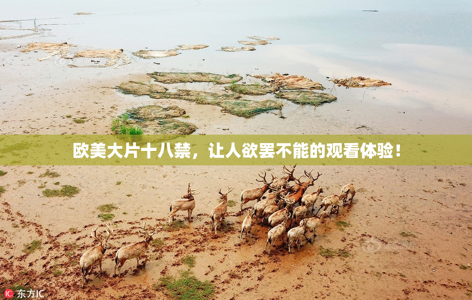 欧美大片十八禁，让人欲罢不能的观看体验！