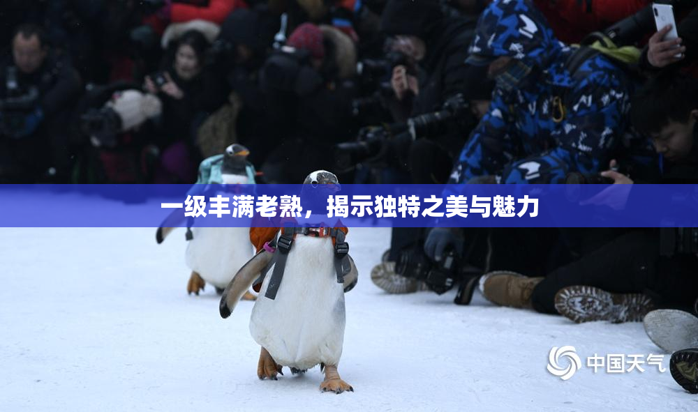 一级丰满老熟，揭示独特之美与魅力