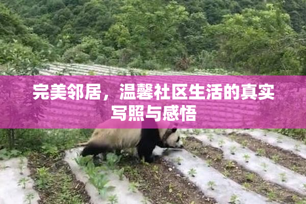 完美邻居，温馨社区生活的真实写照与感悟