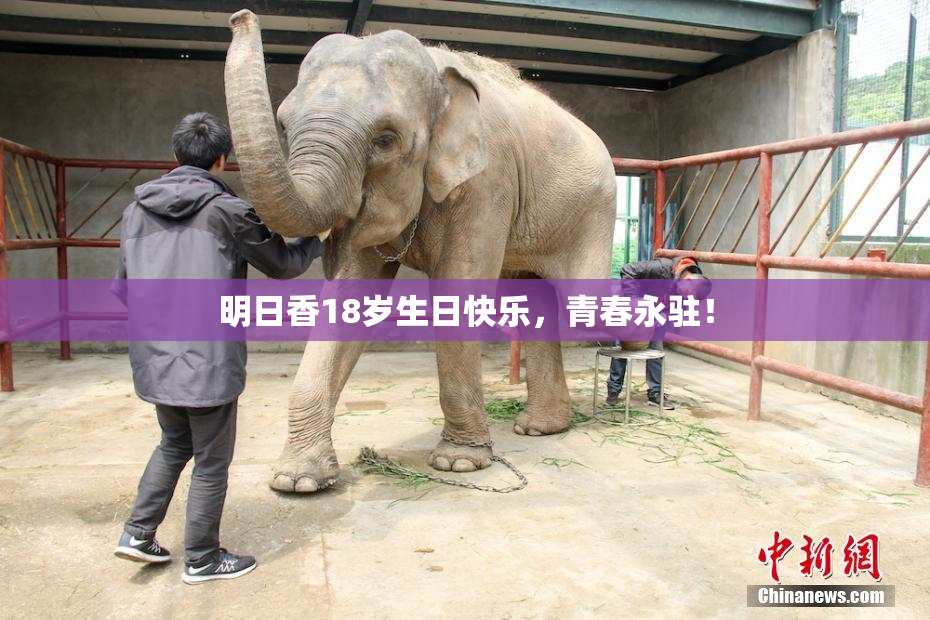 明日香18岁生日快乐，青春永驻！