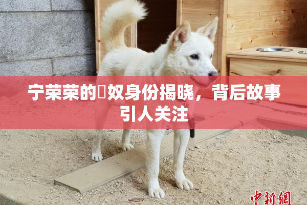 宁荣荣的婬奴身份揭晓，背后故事引人关注