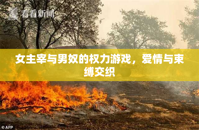 女主宰与男奴的权力游戏，爱情与束缚交织