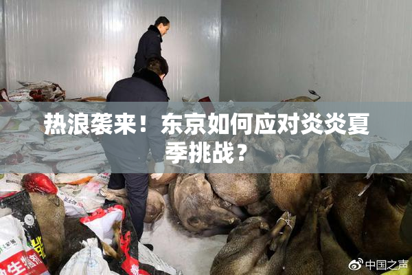 热浪袭来！东京如何应对炎炎夏季挑战？