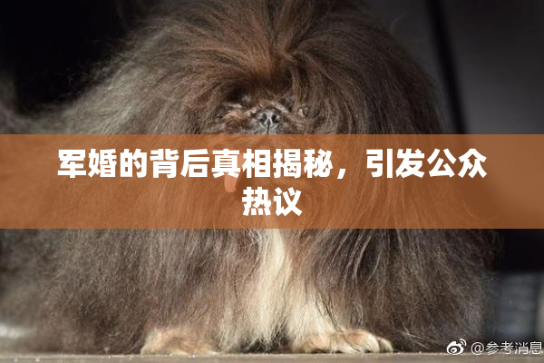 军婚的背后真相揭秘，引发公众热议
