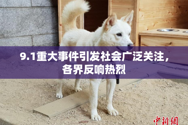 9.1重大事件引发社会广泛关注，各界反响热烈