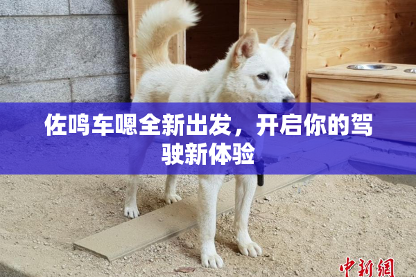 佐鸣车嗯全新出发，开启你的驾驶新体验