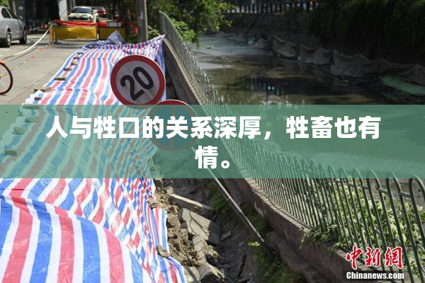 人与牲口的关系深厚，牲畜也有情。
