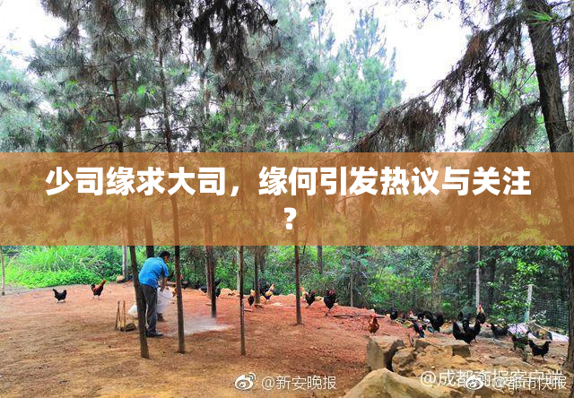 少司缘求大司，缘何引发热议与关注？