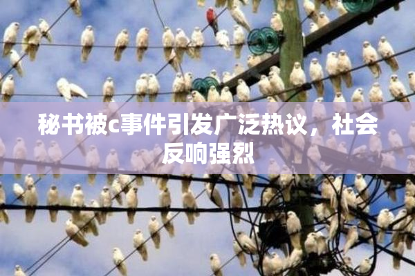 秘书被c事件引发广泛热议，社会反响强烈