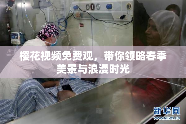 樱花视频免费观，带你领略春季美景与浪漫时光