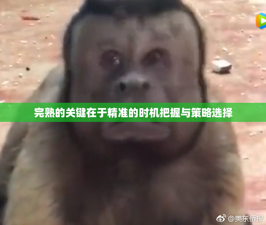 完熟的关键在于精准的时机把握与策略选择