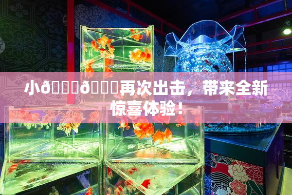 小🐔🐔再次出击，带来全新惊喜体验！