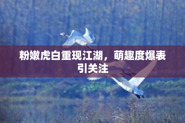 粉嫩虎白重现江湖，萌趣度爆表引关注