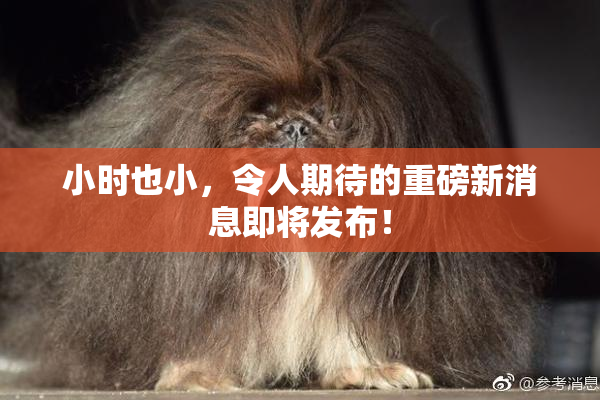 小时也小，令人期待的重磅新消息即将发布！