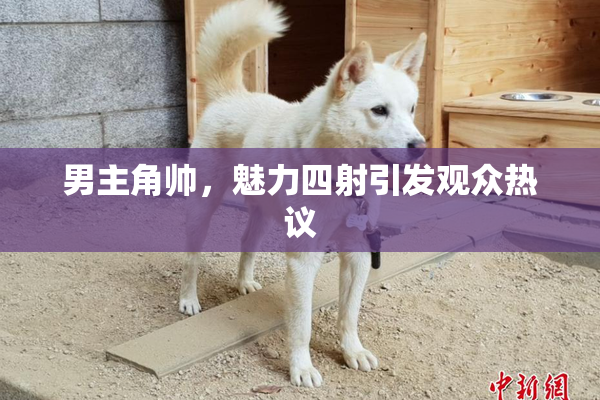 男主角帅，魅力四射引发观众热议