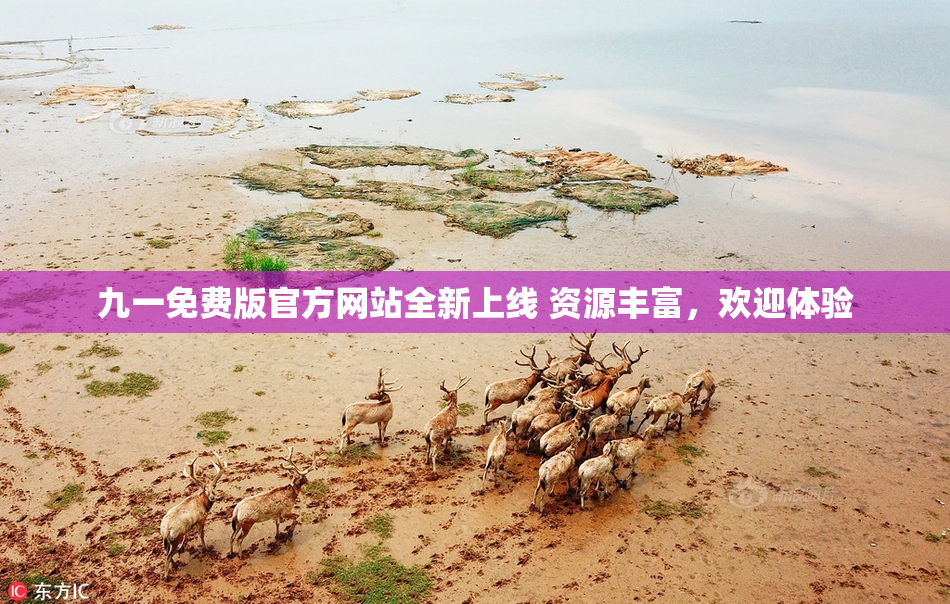九一免费版官方网站全新上线 资源丰富，欢迎体验