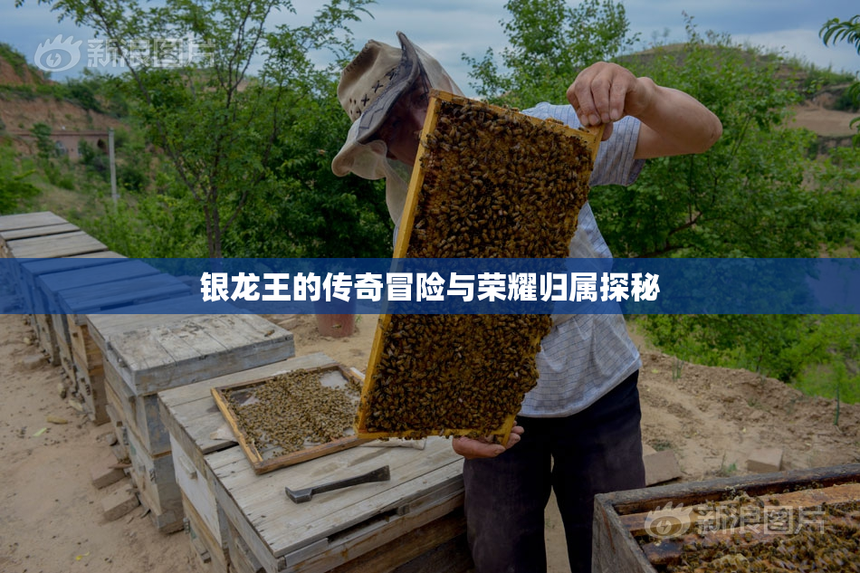 银龙王的传奇冒险与荣耀归属探秘