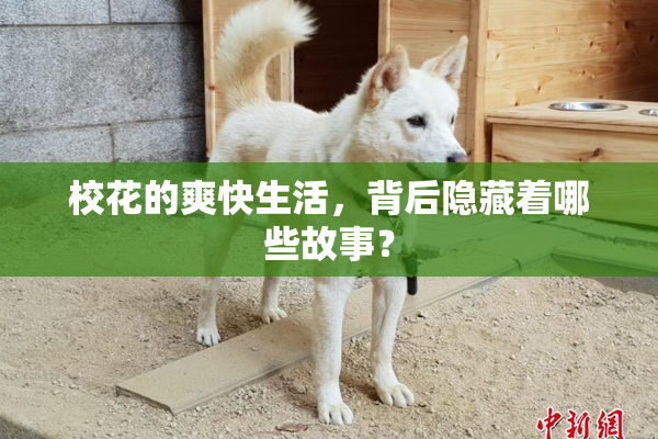 校花的爽快生活，背后隐藏着哪些故事？