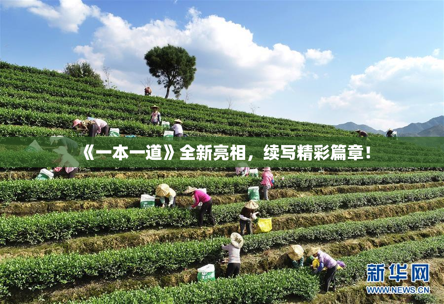 《一本一道》全新亮相，续写精彩篇章！