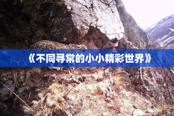 《不同寻常的小小精彩世界》