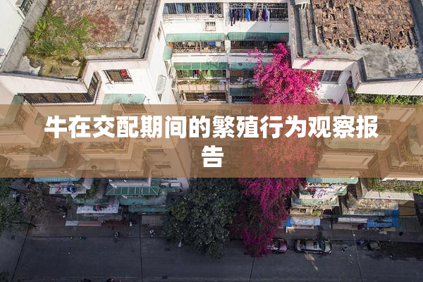 牛在交配期间的繁殖行为观察报告