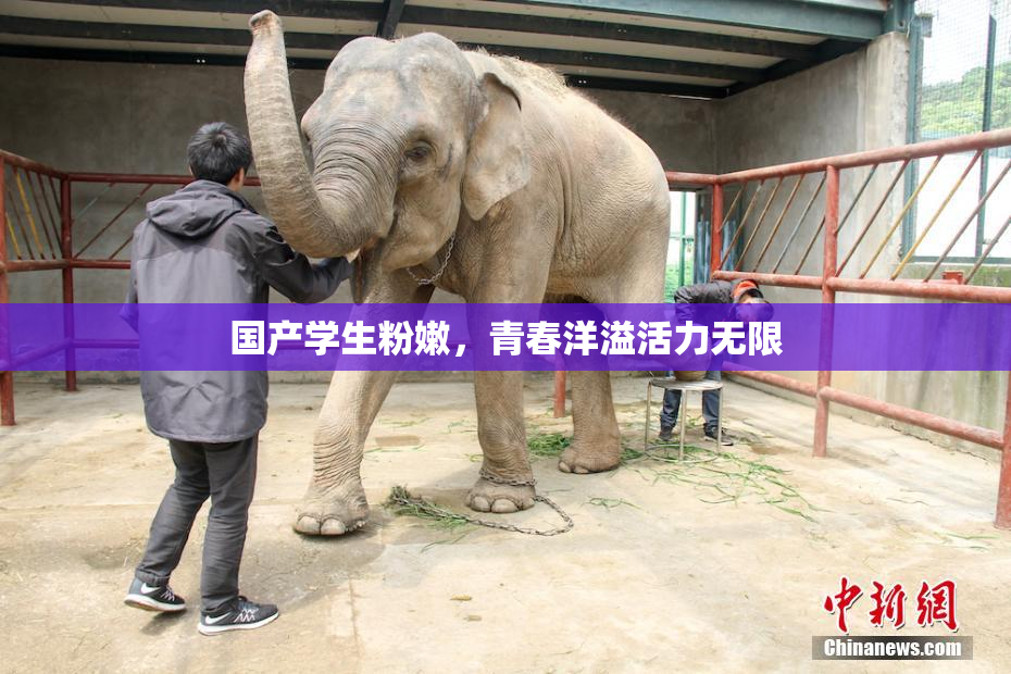 国产学生粉嫩，青春洋溢活力无限