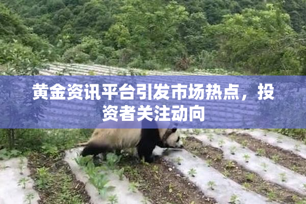 黄金资讯平台引发市场热点，投资者关注动向