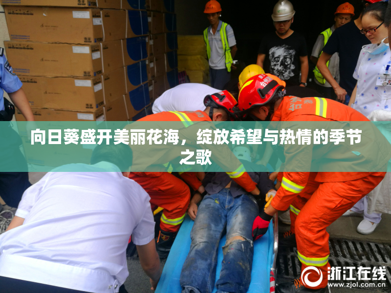 向日葵盛开美丽花海，绽放希望与热情的季节之歌