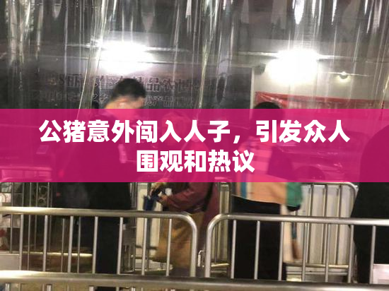 公猪意外闯入人子，引发众人围观和热议