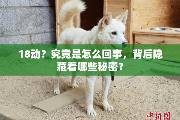 18动？究竟是怎么回事，背后隐藏着哪些秘密？