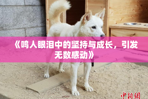 《鸣人眼泪中的坚持与成长，引发无数感动》