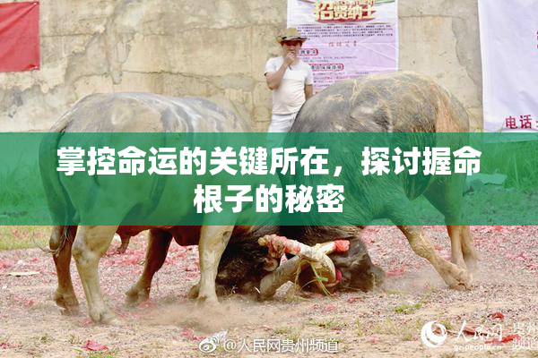 掌控命运的关键所在，探讨握命根子的秘密