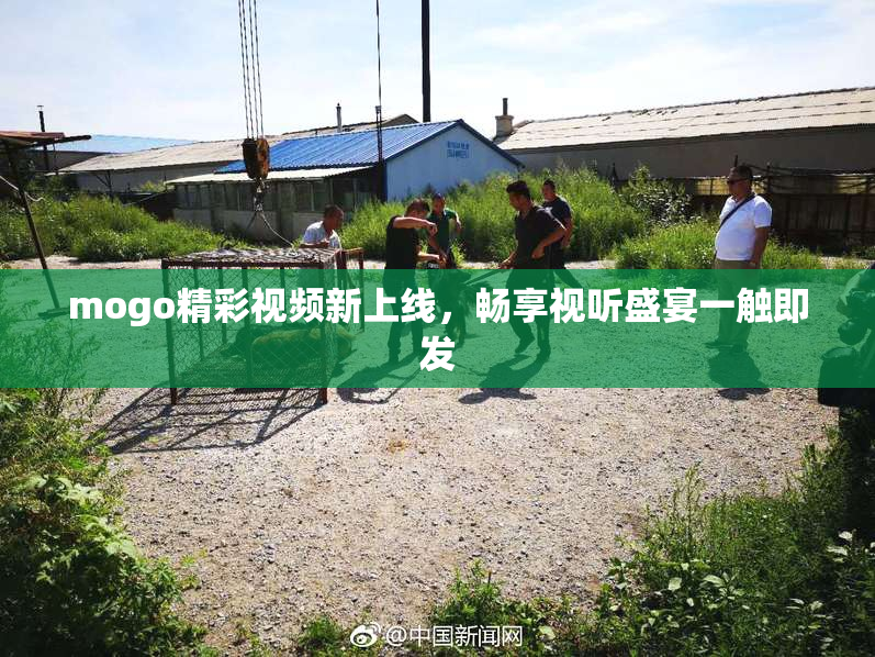 mogo精彩视频新上线，畅享视听盛宴一触即发