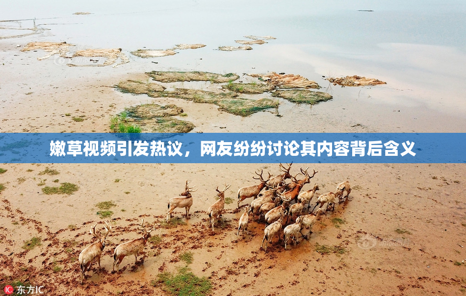 嫩草视频引发热议，网友纷纷讨论其内容背后含义