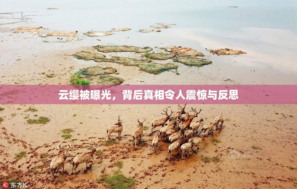 云缨被曝光，背后真相令人震惊与反思