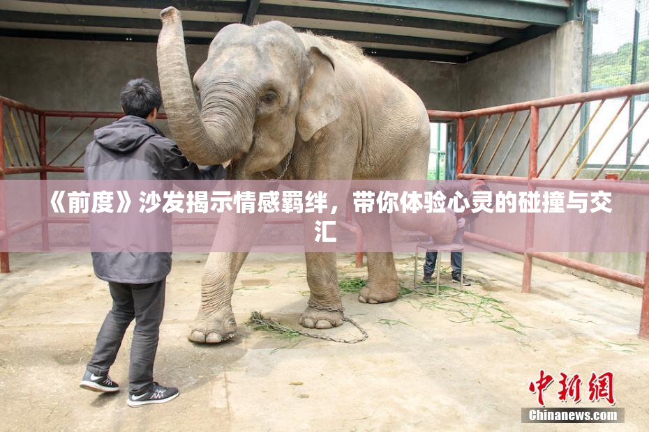 《前度》沙发揭示情感羁绊，带你体验心灵的碰撞与交汇