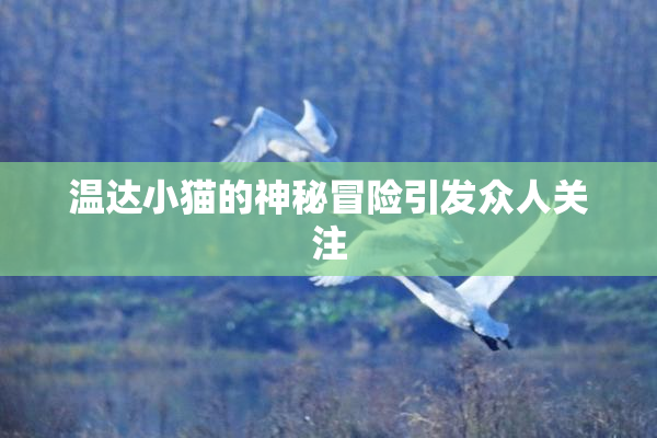 温达小猫的神秘冒险引发众人关注