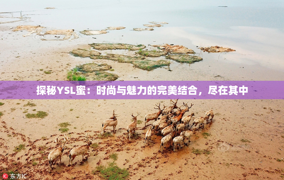 探秘YSL蜜：时尚与魅力的完美结合，尽在其中