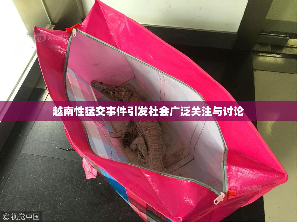 越南性猛交事件引发社会广泛关注与讨论