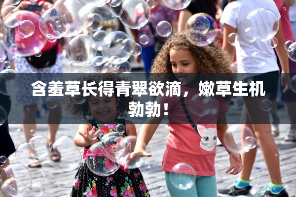 含羞草长得青翠欲滴，嫩草生机勃勃！