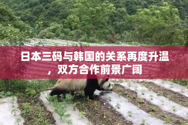 日本三码与韩国的关系再度升温，双方合作前景广阔