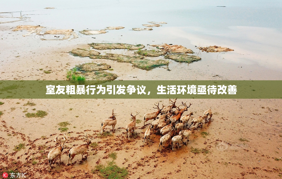 室友粗暴行为引发争议，生活环境亟待改善