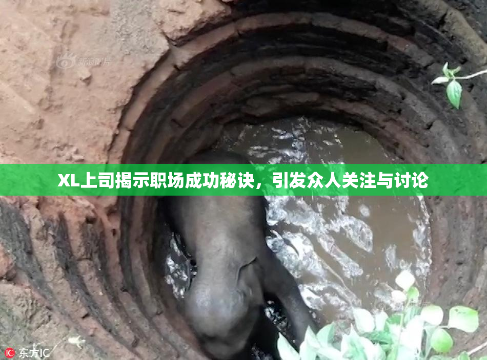 XL上司揭示职场成功秘诀，引发众人关注与讨论