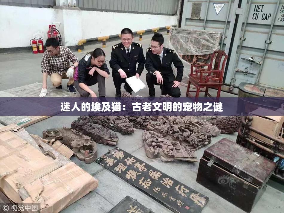 迷人的埃及猫：古老文明的宠物之谜