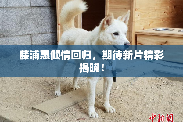 藤浦惠倾情回归，期待新片精彩揭晓！
