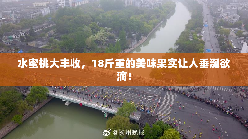水蜜桃大丰收，18斤重的美味果实让人垂涎欲滴！