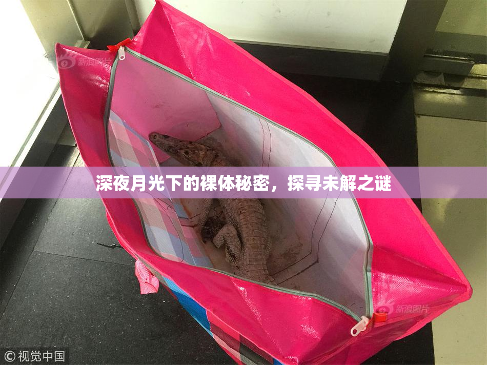深夜月光下的裸体秘密，探寻未解之谜