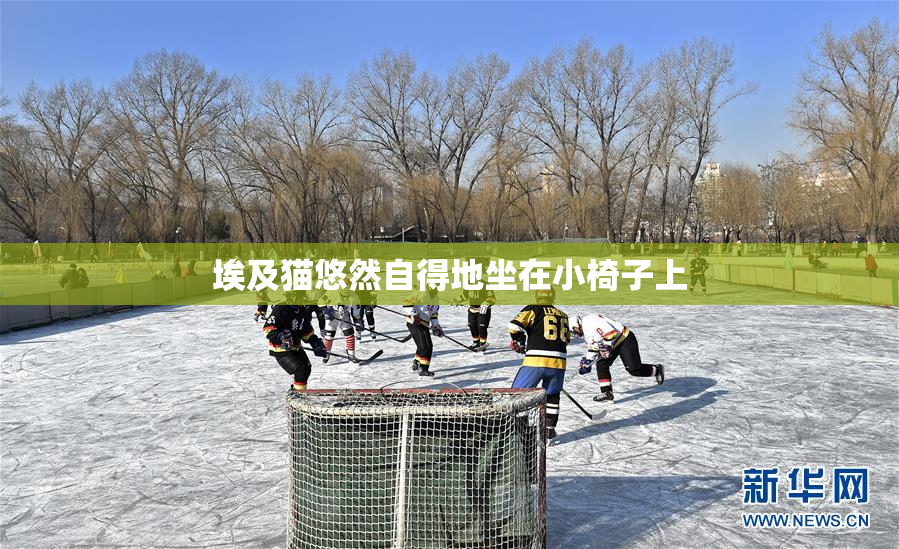 埃及猫悠然自得地坐在小椅子上